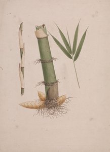 Arundinaria alpina K. Schum. (African Bamboo): ferdig tegning av seksjoner av stilk og av skudd med blader