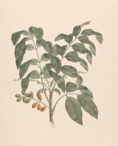 Brucea antidysenterica J. Miller (James Bruce's Tree): ferdig tegning med stengel av frukt lagt til av James Bruce