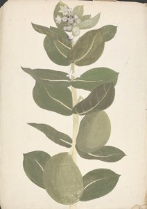 Calotropis procera (Ait.) Ait. f. (Sodomas eple, Auricular Tree): ferdig tegning av blomstrende og fruktplante