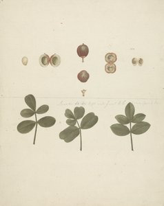 Commiphora gileadensis (L.) C. Chr. (Balm of Gilead, Opobalsam): ferdig tegning av frukt, dissekerte frukter og blader av James Bruce