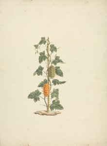 Cucumis metuliferus Naud (Vill agurk): ferdig tegning av James Bruce