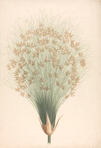 Cyperus papyrus L. (Papyrus Sedge): ferdig tegning av blomsterstand av James Bruce