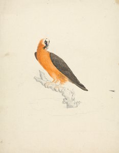 Skjegggribb