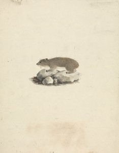 Heterohyrax brucei (hyrax med gulflekker) av James Bruce