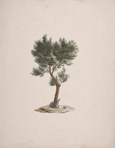 Juniperus procera Endl. (African Pencil Cedar): ferdig tegning av trærnes vane av James Bruce