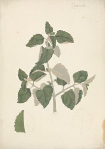 Labiatae (ubestemt art): ferdig tegning av et bladskudd, uten blomster