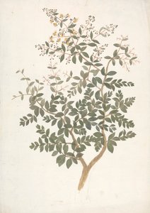 Lawsonia inermis L. (Henna): ferdig tegning av et blomstrende bladskudd