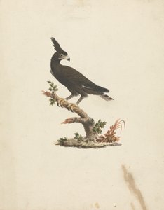 Lophaetus occipitalis (langkrøsørn) av James Bruce