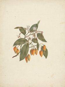 Mimusops kummel A. DC. : ferdig med å tegne med noen blomster av James Bruce