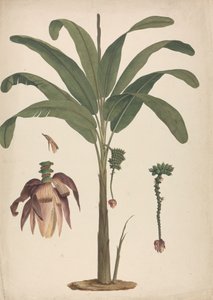 Musa x sapientum L. (Banan): ferdig tegning med detaljer om blomsterstand av James Bruce