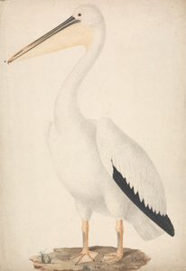Pelecanus onocrotalus (stor hvit pelikan) av James Bruce
