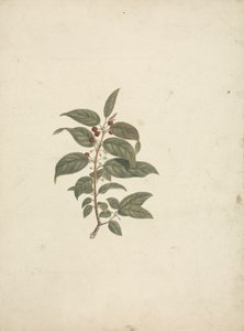Rhamnus prinoides L'Herit. (African Buckthorn): ferdig tegning uten detaljer og tilsatt bær av James Bruce
