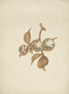 Sterculia africana (Lour.) Fiori: ferdig tegning av stilk med frøkapsler, noen åpne viser frø av James Bruce