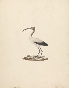 Threkiornis ethiopicus (afrikansk hellig ibis) av James Bruce
