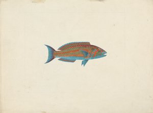 Uidentifisert fisk av James Bruce