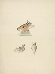 Uidentifisert Madoqua (Dik-dik): studie av hode og hodeskalle av James Bruce