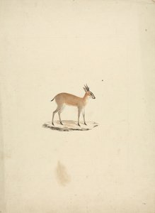 Uidentifisert madogua (Dik-dik) av James Bruce