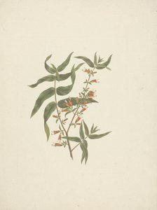 Woodfordia uniflora (A. Rich.) Koehne: ferdig tegning av blomstrende skudd av James Bruce