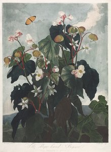 The Temple of Flora, eller Garden of Nature: The Obique-leaved Begonia