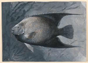 Englefisk av James Carter Beard
