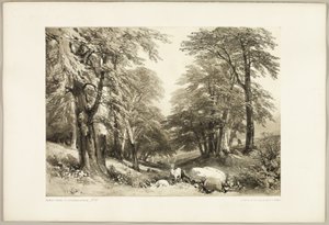 Bøketrær i Arundale Park, fra The Park and the Forest av James Duffield Harding