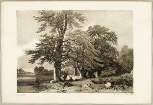 Bøk, fra Parken og Skogen av James Duffield Harding