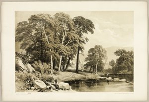 Svart poppel, fra Parken og skogen av James Duffield Harding