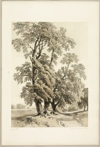 Elm, fra Parken og Skogen av James Duffield Harding