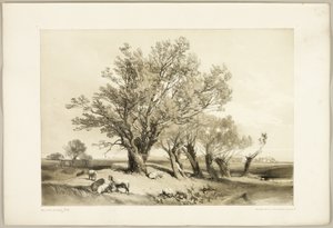 Pollard Willow, fra The Park and the Forest av James Duffield Harding