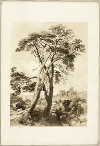 Scotch Fir, fra The Park and the Forest av James Duffield Harding