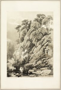Wych Elm and Firs, fra The Park and the Forest av James Duffield Harding