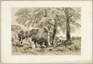Wych Elm, fra The Park and the Forest av James Duffield Harding