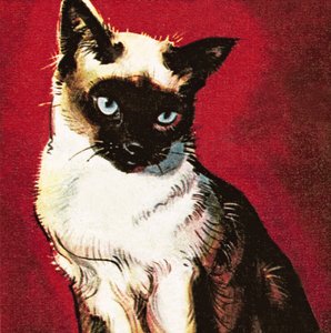 Siameserkatt av James Edwin McConnell