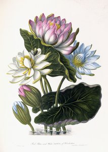 Rød, blå og hvit Lotus, fra Hindostan, 1781 av James Forbes