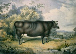 The Cottesmore Prize Heifer, etter Henry Strafford (fl.1833-73), 1837
