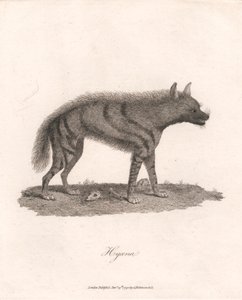 Hyoene