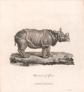 Neshorn i Afrika