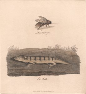Tsaltsalya / El Adda av James Heath
