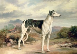 En greyhound i et kupert landskap