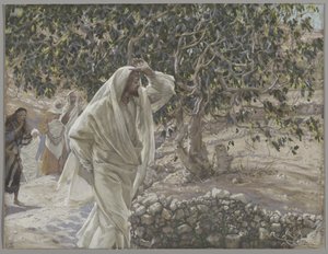 The Cursed Fig Tree, illustrasjon fra The Life of Our Lord Jesus Christ, 1886-94 (wc over grafitt på papir) av James Jacques Joseph Tissot