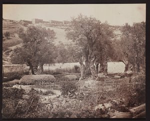 Getsemane [Jerusalem. Oljeberget] av James Robertson