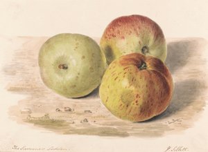Sommeren Lodden, sept. 1832: En stillebenstudie av tre epler