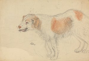 En hund av James Sowerby