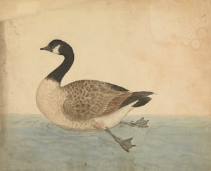 En gås av James Sowerby