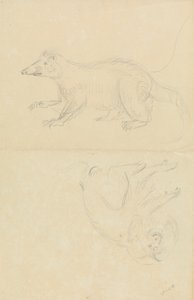 Et pattedyr (coatimundi?) og en primat (marmoset?). En Coatimundi og en løvehodet silkeaper av James Sowerby