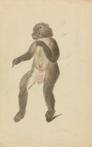 En mandrill av James Sowerby