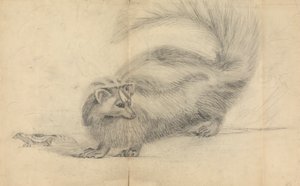 En skunk med en annen skunk i bakgrunnen av James Sowerby