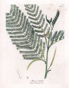 Acacia a cachou eller cachoutier - Catechu, Acacia catechu. Håndfarget kobberstikk fra en botanisk illustrasjon av James Sowerby fra William Woodville og Sir William Jackson Hookers "" Medical Botany,"" John Bohn, London av James Sowerby