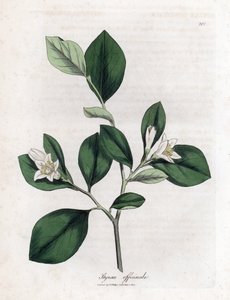 Aliboufier - Storax, Styrax officinalis. Håndfarget kobberstikk fra en botanisk illustrasjon av James Sowerby fra William Woodville og Sir William Jackson Hookers "" Medical Botany,"" John Bohn, London av James Sowerby