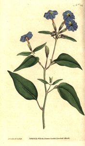 Amerikansk browallie - Jamaicansk forglemmigei, ametystblomst eller buskfiolett, Browallia americana (Tall browallia, Browallia elata). Håndfarget kobberstikk og botanisk illustrasjon av James Sowerby fra William Curtis' The Botanical Magazine, av James Sowerby